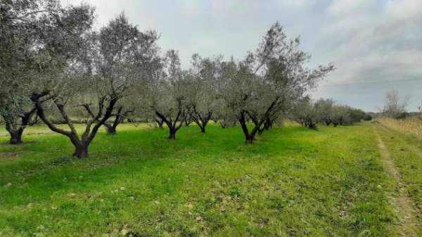 Foto Terreno agricolo in vendita a Cecina 22000 mq  Rif: 1096243