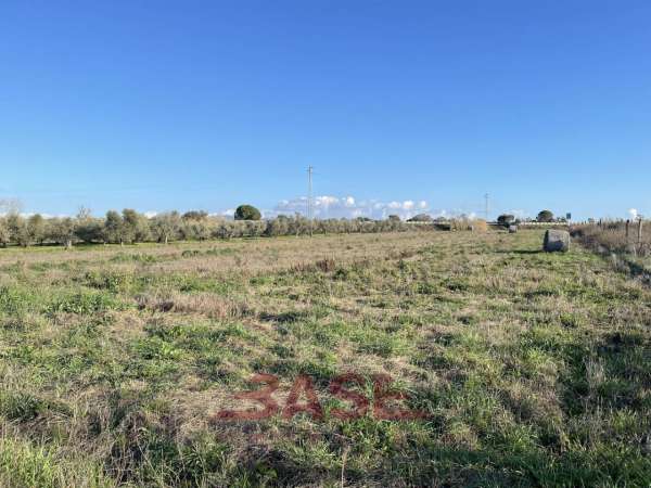 Foto Terreno agricolo in vendita a Cecina