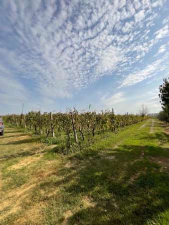 Foto Terreno agricolo in vendita a Cenaia - Crespina Lorenzana 10000 mq  Rif: 1069450