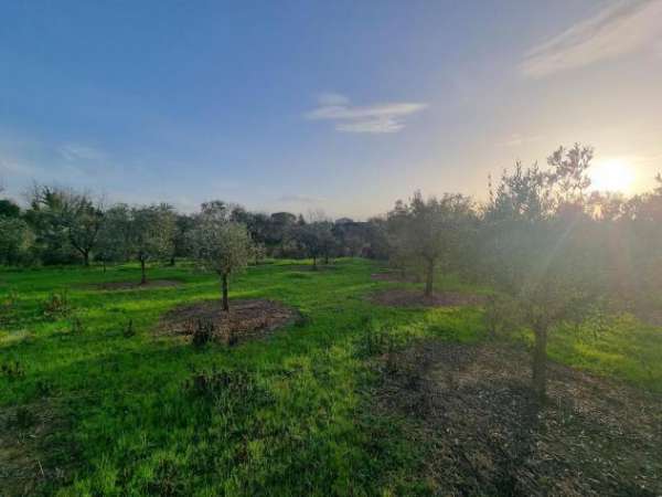 Foto Terreno agricolo in vendita a Cerretti - Santa Maria a Monte 4730 mq  Rif: 1252020