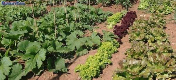 Foto Terreno agricolo in vendita a Chiaravalle
