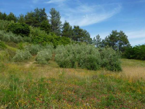Foto Terreno agricolo in vendita a Chiecinella - Palaia 9000 mq  Rif: 455004