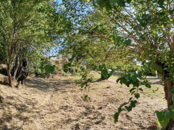 Foto Terreno agricolo in vendita a Colle di Val d'Elsa 2140 mq  Rif: 1312159