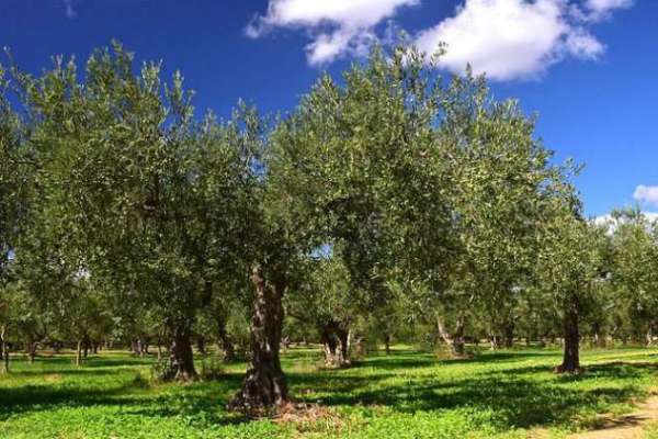 Foto Terreno agricolo in vendita a Collemezzano Basso San Giuseppe - Cecina 7147 mq  Rif: 1317651
