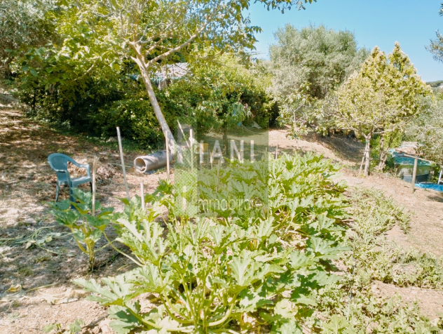 Foto Terreno agricolo in vendita a Collinaia - Livorno 3400 mq  Rif: 1332967