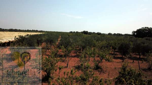 Foto Terreno agricolo in vendita a Conversano