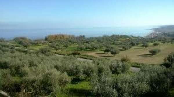 Foto Terreno agricolo in vendita a Crespina - Crespina Lorenzana 15000 mq  Rif: 1332792