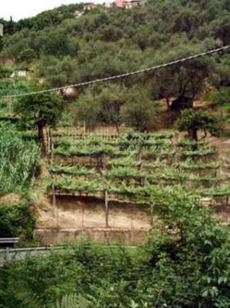 Foto Terreno agricolo in vendita a Fontia - Carrara 3000 mq  Rif: 798593
