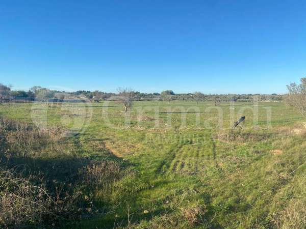 Foto Terreno agricolo in vendita a Gallipoli
