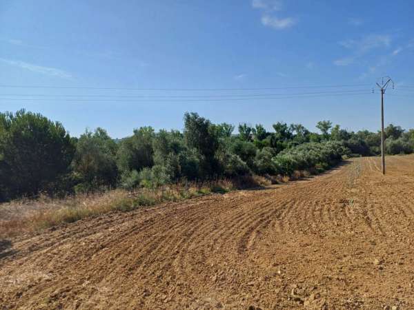 Foto Terreno agricolo in vendita a Grosseto