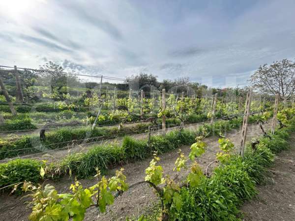Foto Terreno agricolo in vendita a Grottaferrata