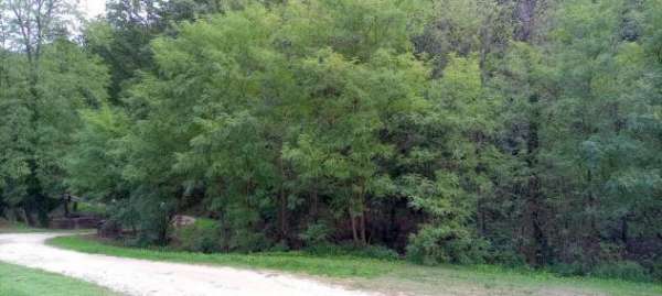 Foto Terreno agricolo in vendita a Lamporecchio 10000 mq  Rif: 1085437