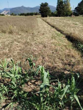Foto Terreno agricolo in vendita a Latignano - Cascina 6500 mq  Rif: 1282821