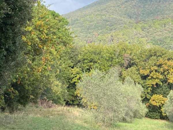 Foto Terreno agricolo in vendita a Limoncino - Livorno 28000 mq  Rif: 1299872