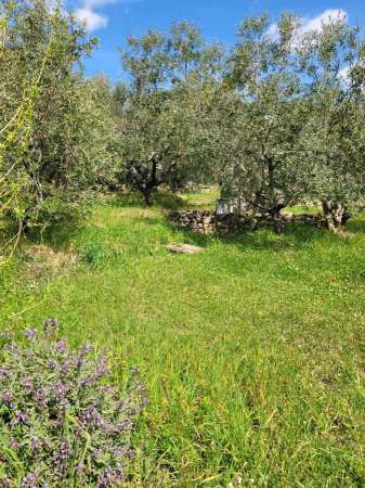Foto Terreno agricolo in vendita a Livorno