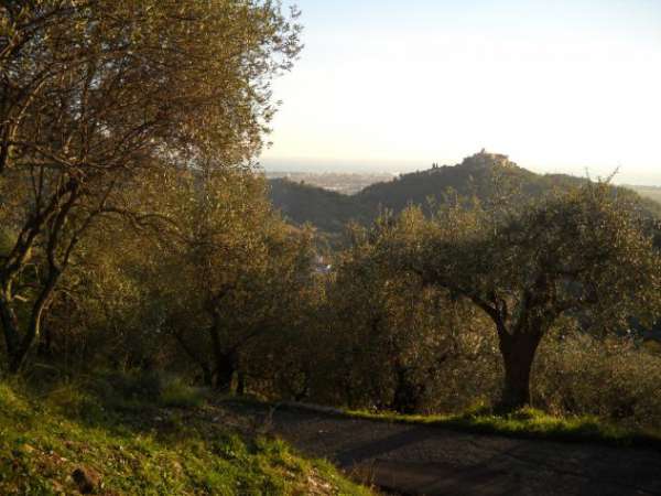Foto Terreno agricolo in vendita a Luni 2820 mq  Rif: 1063771
