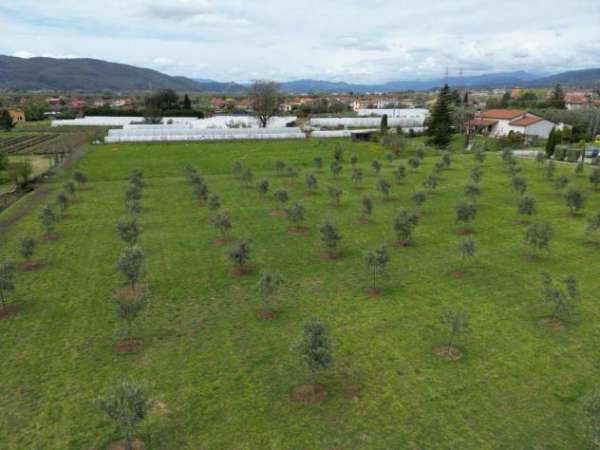 Foto Terreno agricolo in vendita a Luni Antica - Luni 5100 mq  Rif: 1265405