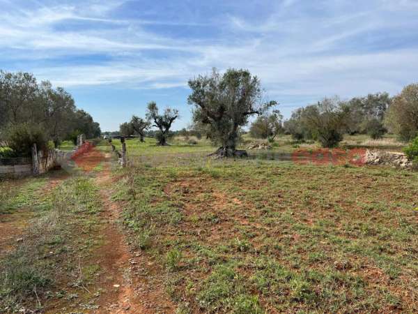 Foto Terreno agricolo in vendita a Manduria