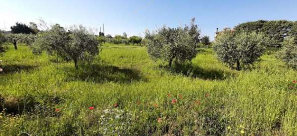 Foto Terreno agricolo in vendita a Marina di Bibbona - Bibbona 5700 mq  Rif: 1047593