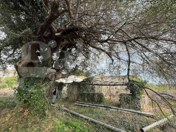 Foto Terreno agricolo in vendita a Mascali