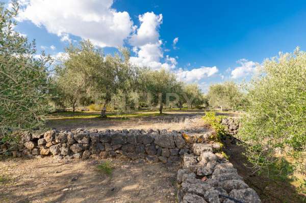 Foto Terreno agricolo in vendita a Misterbianco