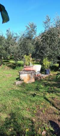 Foto Terreno agricolo in vendita a Monsummano Terme