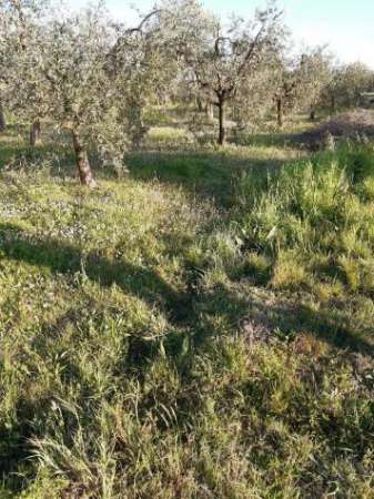 Foto Terreno agricolo in vendita a Montecalvoli Basso - Santa Maria a Monte 9000 mq  Rif: 966274