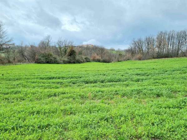 Foto Terreno agricolo in vendita a Montemiletto