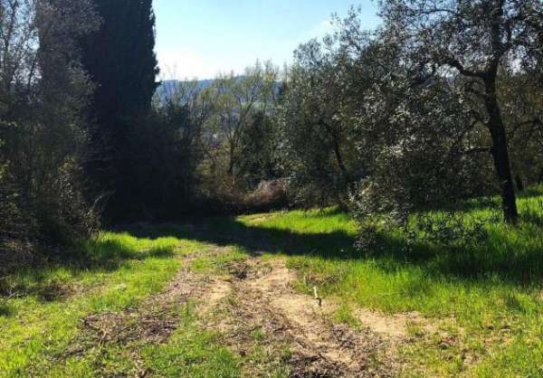Foto Terreno agricolo in vendita a Monterappoli - Empoli 11630 mq  Rif: 774564