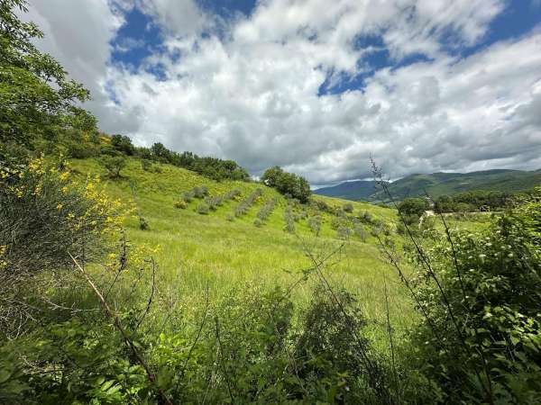 Foto Terreno agricolo in vendita a Nocera Umbra
