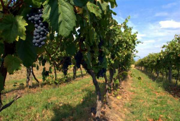 Foto Terreno agricolo in vendita a Nodica - Vecchiano 1800 mq  Rif: 1215737