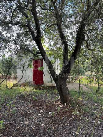 Foto Terreno agricolo in vendita a Ostuni