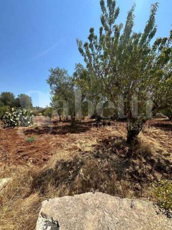 Foto Terreno agricolo in vendita a Ostuni