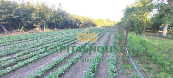 Foto Terreno agricolo in vendita a Ottaviano