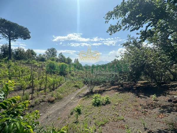 Foto Terreno agricolo in vendita a Ottaviano
