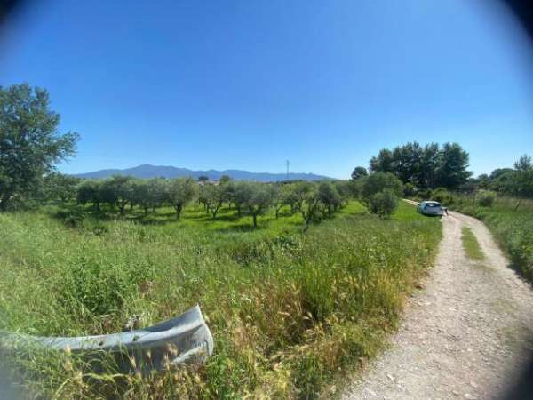 Foto Terreno agricolo in vendita a Putignano Pisano - Pisa 2500 mq  Rif: 1274498