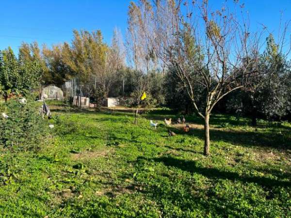 Foto Terreno agricolo in vendita a Putignano Pisano - Pisa 3600 mq  Rif: 1295164