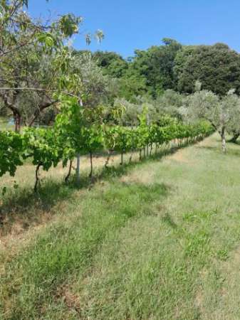 Foto Terreno agricolo in vendita a Radicondoli 8270 mq  Rif: 1332228