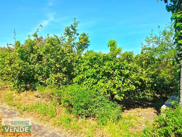 Foto Terreno agricolo in vendita a Riposto