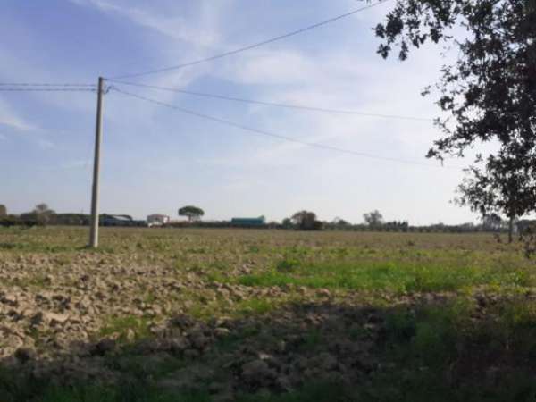 Foto Terreno agricolo in vendita a San Lorenzo a Pagnatico - Cascina 7350 mq  Rif: 1068137