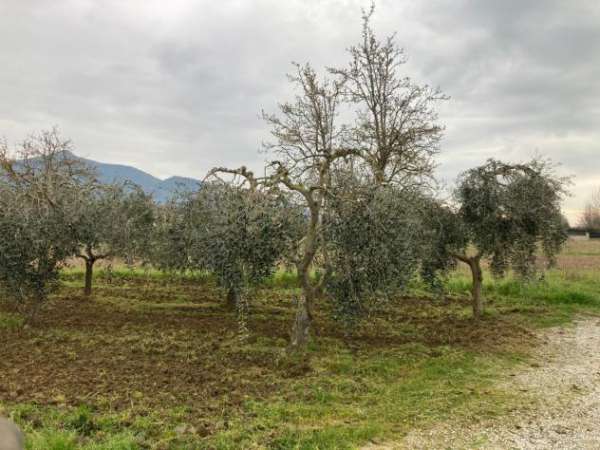 Foto Terreno agricolo in vendita a San Lorenzo Alle Corti - Cascina 2000 mq  Rif: 1328159