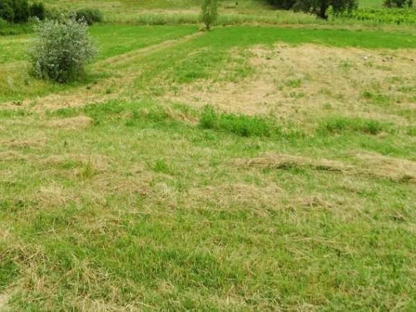 Foto Terreno agricolo in vendita a San Miniato 12900 mq  Rif: 1275053