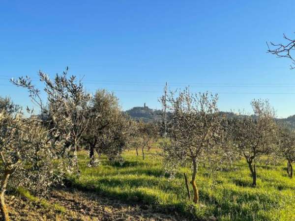 Foto Terreno agricolo in vendita a San Miniato Basso - San Miniato 5980 mq  Rif: 1309626
