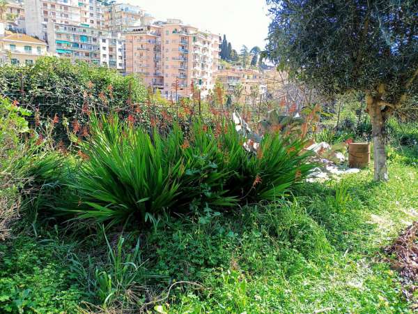 Foto Terreno agricolo in vendita a Sanremo