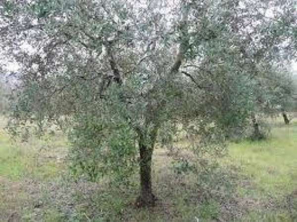 Foto Terreno agricolo in vendita a Santa Maria a Monte 1000 mq  Rif: 895774
