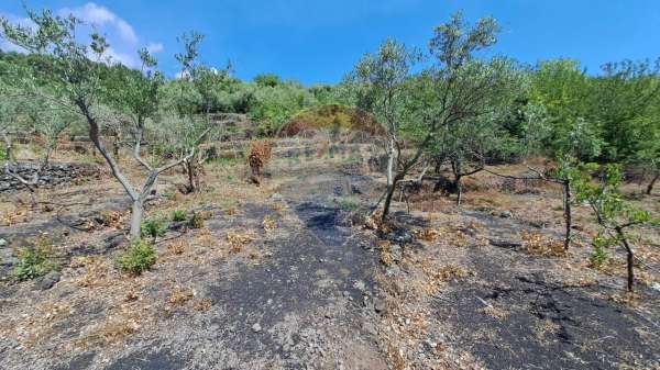 Foto Terreno agricolo in vendita a Santa Venerina