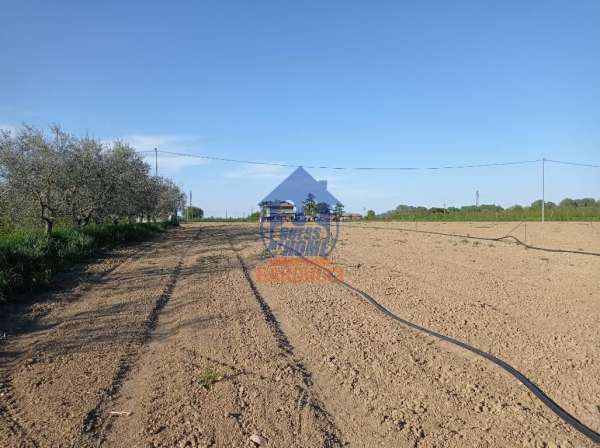Foto Terreno agricolo in vendita a Savignano Sul Rubicone