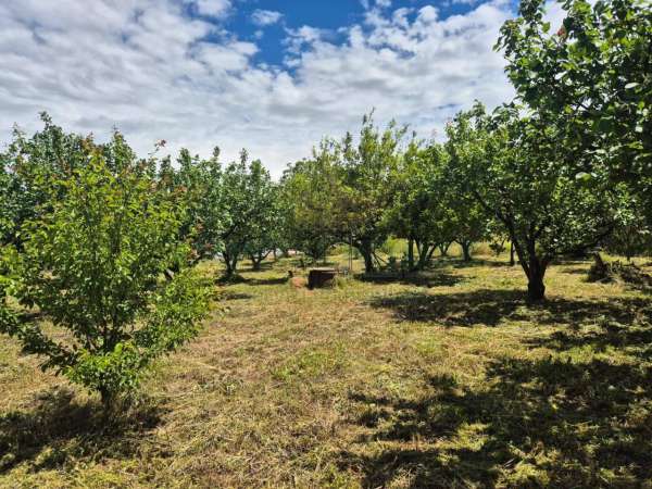 Foto Terreno agricolo in vendita a Somma Vesuviana