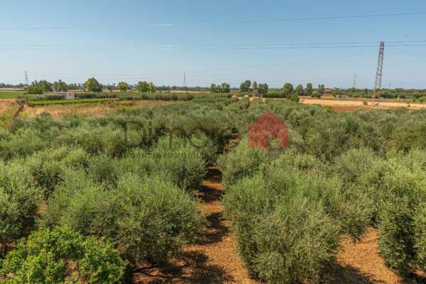 Foto Terreno agricolo in vendita a Tarquinia