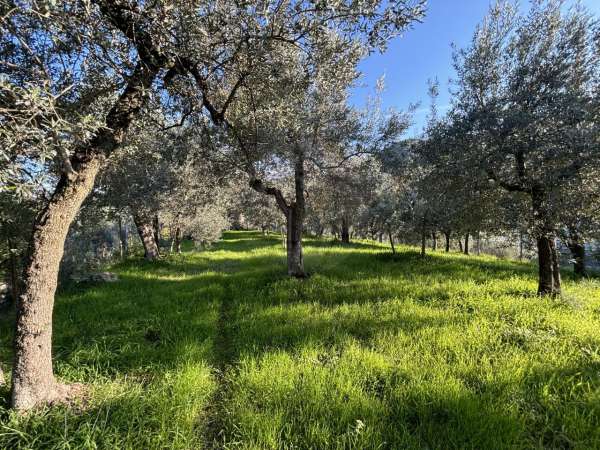 Foto Terreno agricolo in vendita a Terni